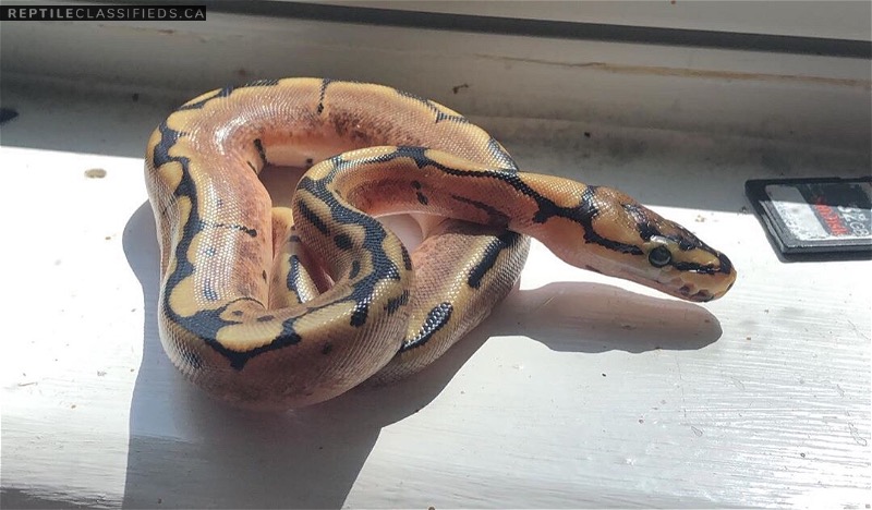 Hatchling spider ball python Female.  - Reptile Classifieds Canada