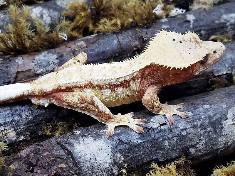 High Quality Breeder Crested Geckos