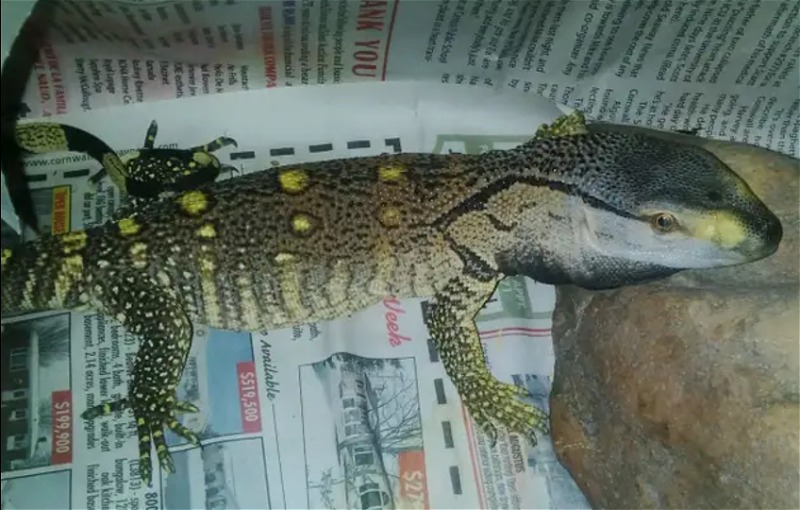 Indonesian Reptiles (Red Eye Croc Skinks, Green Tree Pythons, Scrubs, Monitors)