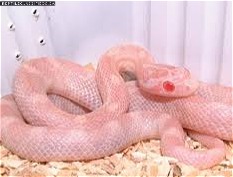 interested to adopt a snake that need it or one with a fair price 