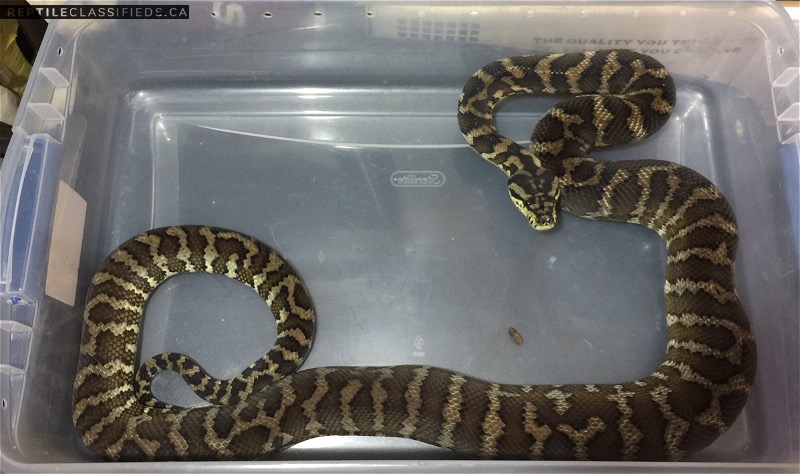 Irian Jaya Carpet Python