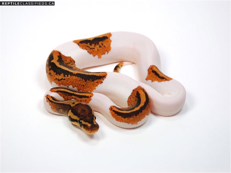 ISO Pied Ball Python  - Reptile Classifieds Canada