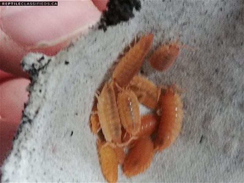 Isopods - Powder Orange