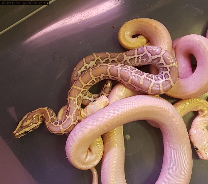 Ivory and Hypo Burmese