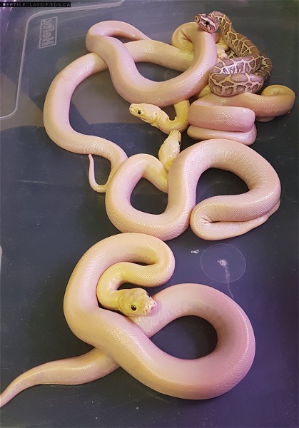 Ivory and Hypo Burmese