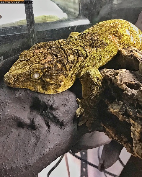 Leachianus gecko (Nuu Ana x Nuu Ami)