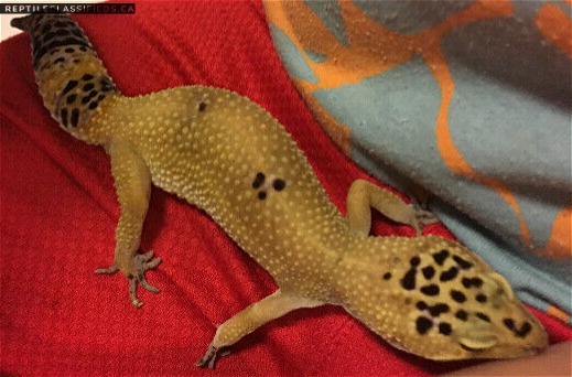 Leopard Gecko - $130, (In Powell River BC)