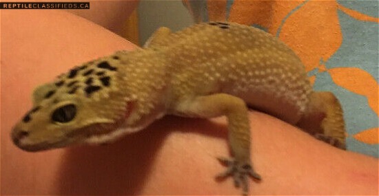 Leopard Gecko - $130, (In Powell River BC)