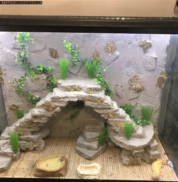 Leopard gecko, custom enclosure with led lights and remote + extras