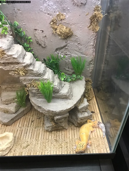 Leopard gecko, custom enclosure with led lights and remote + extras