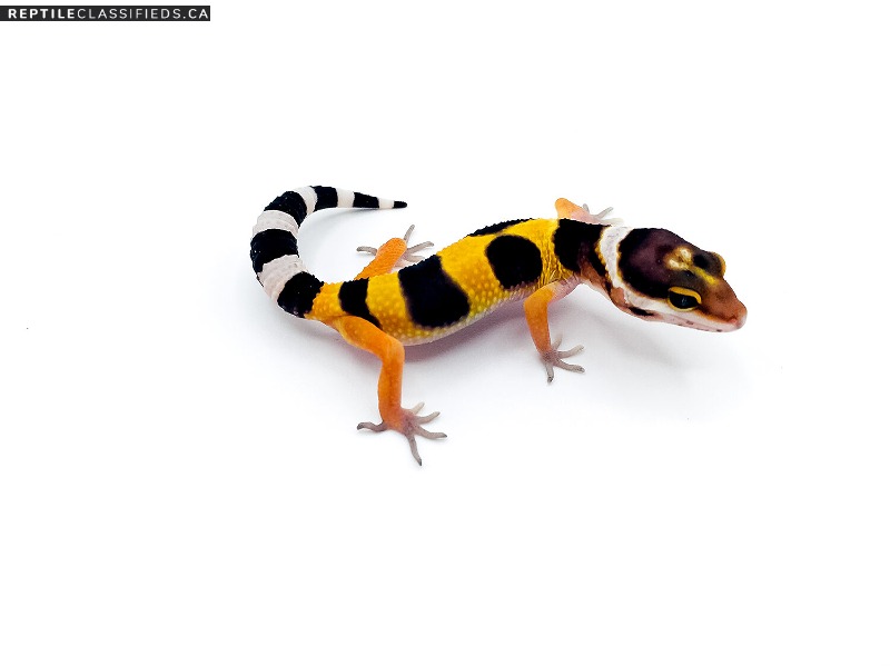 tangerine tornado leopard gecko