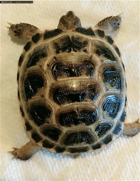 Looking for a breeding pair Russian tortoise
