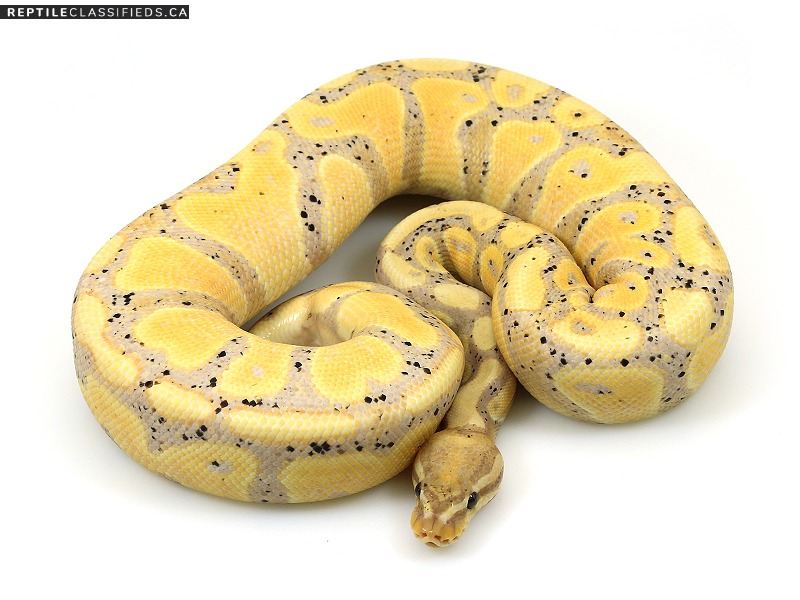 Looking for a proven adult female banana ball python 