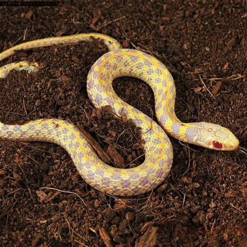 Looking for male albino checkered garter(adult). 