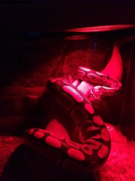 looking to rehome ball python