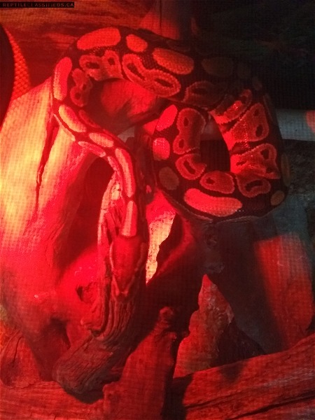looking to rehome ball python