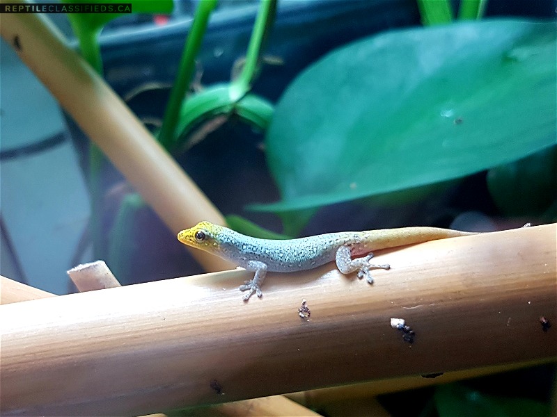Lygodactylus conraui (Dwarf Day Gecko)