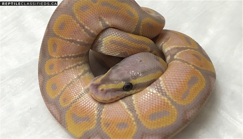 Male Banana Ball Python
