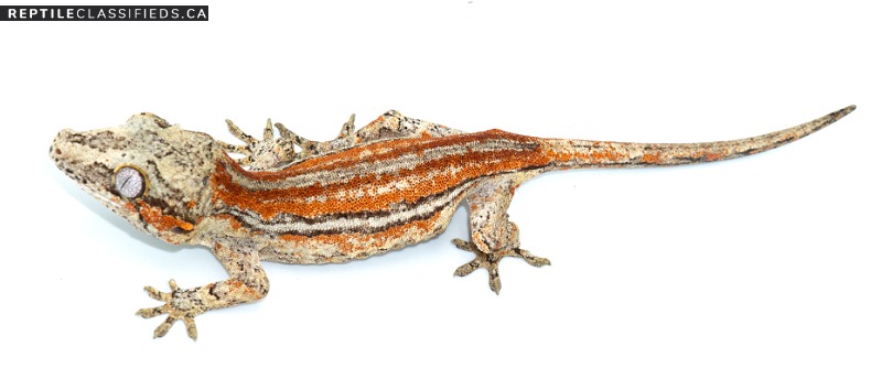 Male Gargoyle Gecko! Red Stripe - RE-GG1-19-06  - Reptile Classifieds Canada
