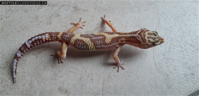 Male leopard gecko for sale!  - Reptile Classifieds Canada