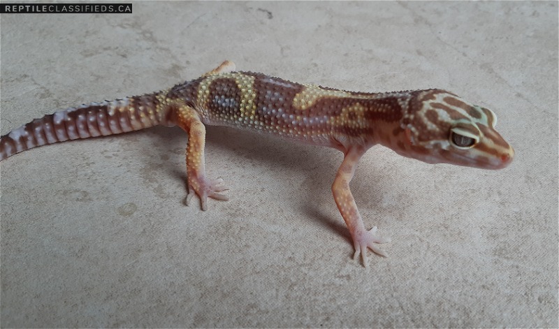Male leopard gecko for sale! 