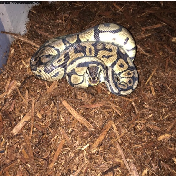 Male pastel ball python 