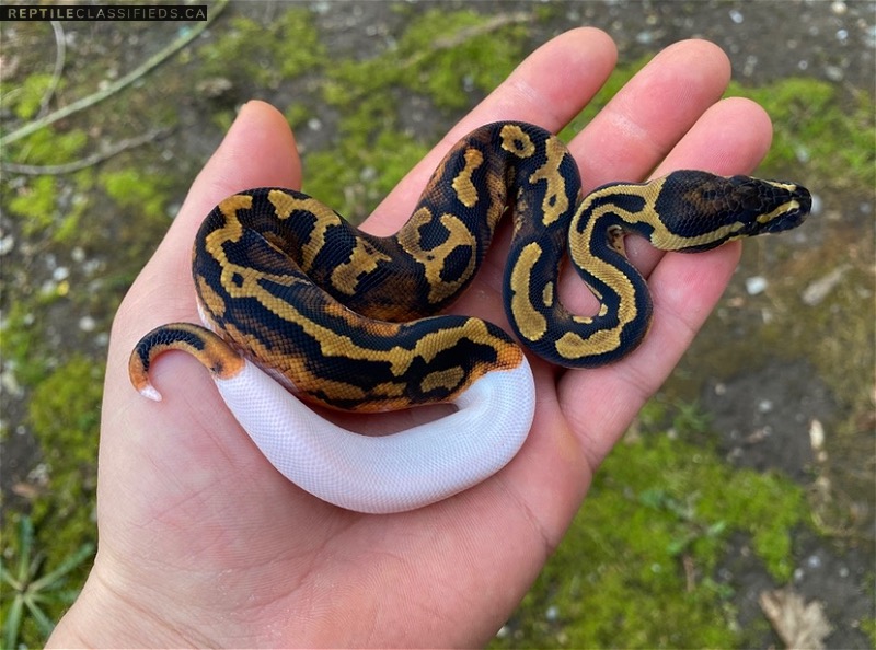 2020 Male Pied 