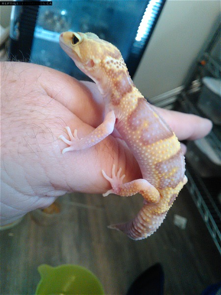 Male Typhoon - Reptile Classifieds Canada