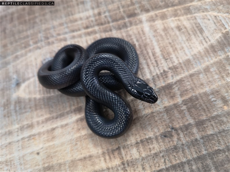 Mexican Black Kingsnakes - Reptile Classifieds Canada