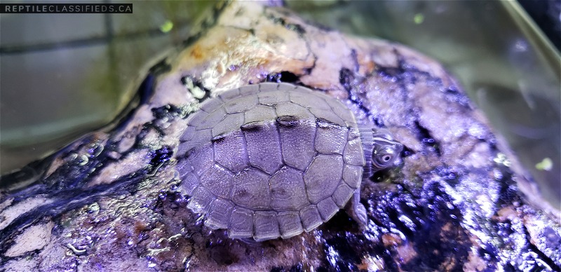 Mississippi map turtles  - Reptile Classifieds Canada