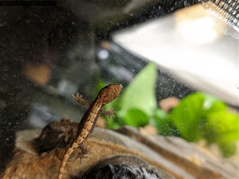 Mourning gecko hatchlings 