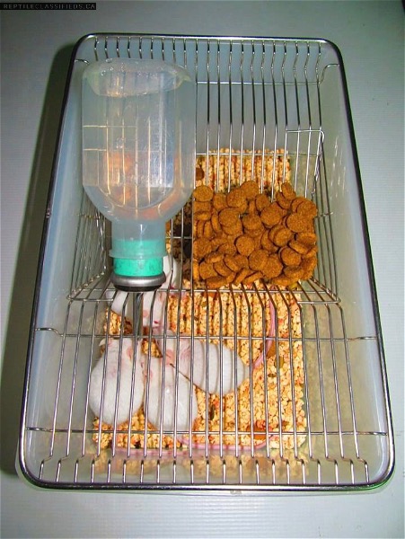 Mouse Breeding Cages: