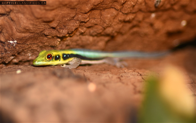 Neon day geckos (Phelsuma klemmeri) babies available