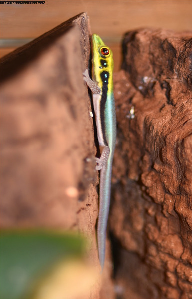 Neon day geckos (Phelsuma klemmeri) babies available