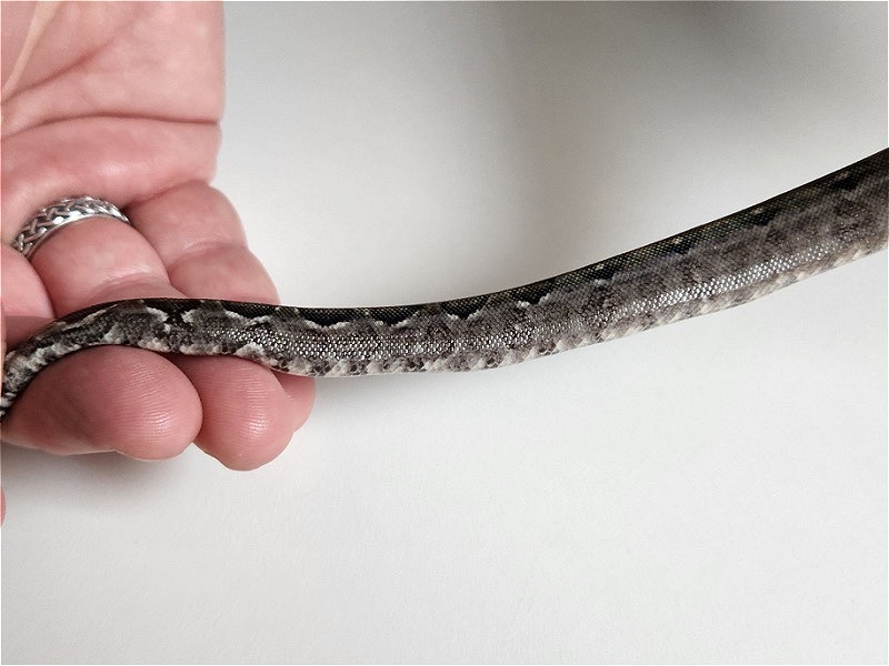 Nicaraguan Boa  Type 2 Anery - Reptile Classifieds Canada