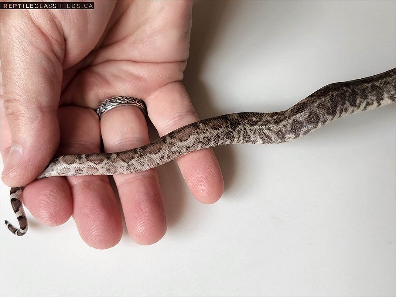 Nicaraguan Boa Type 2 anery GHOST! - Reptile Classifieds Canada