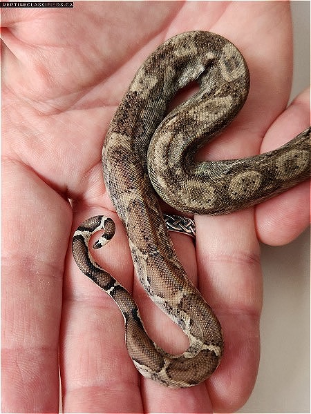 Nicaraguan Boa Type 2 Anery GHOST! - Reptile Classifieds Canada