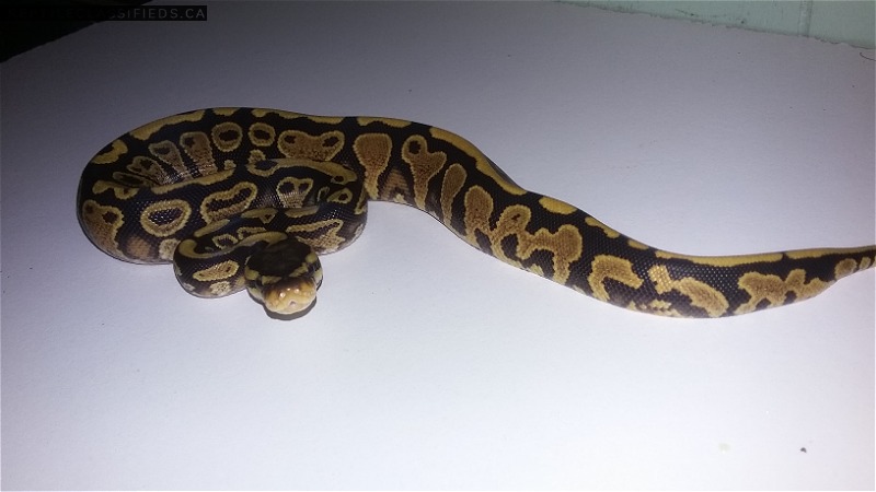 Orange Dream clutch is eating ready to go! - Reptile Classifieds Canada