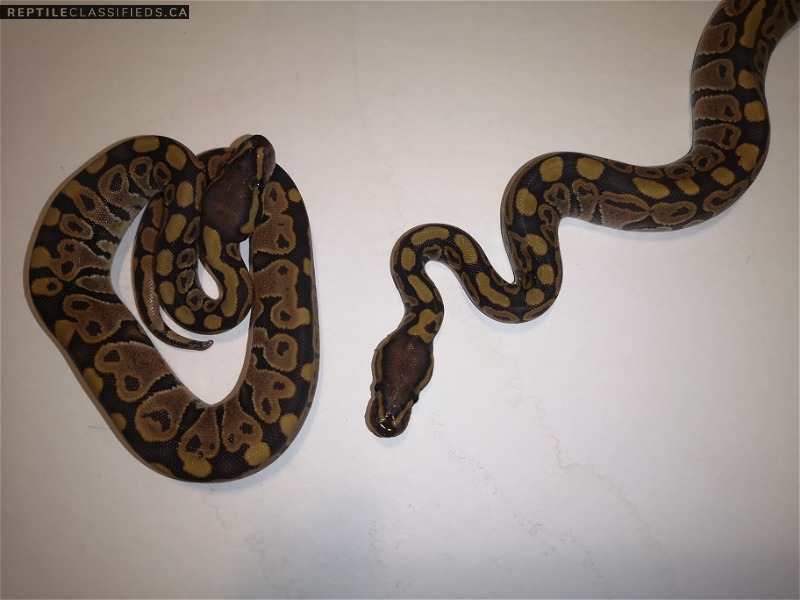 Orange Ghost Ball Python  - Reptile Classifieds Canada