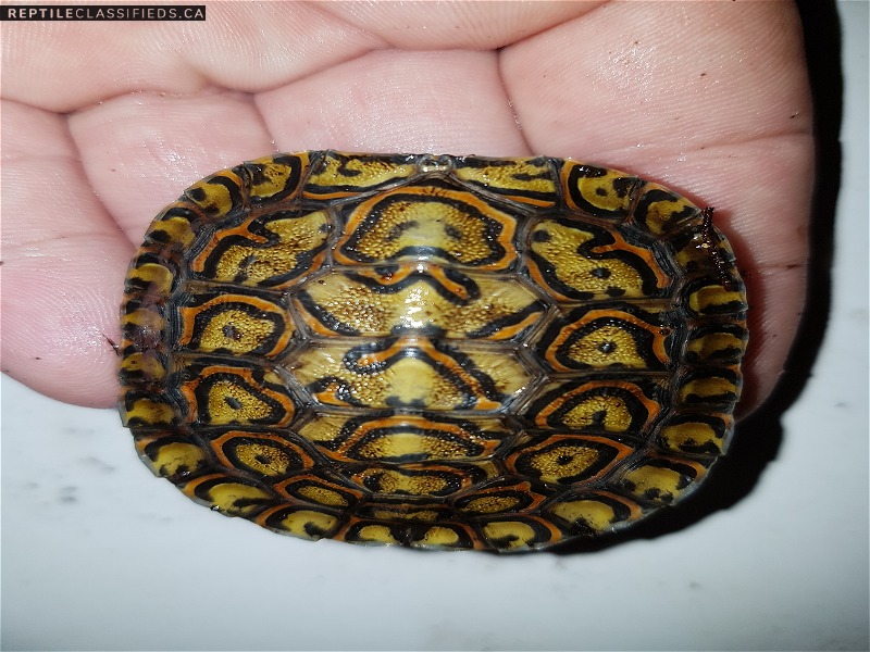 Ornate Wood Turtles  - Reptile Classifieds Canada