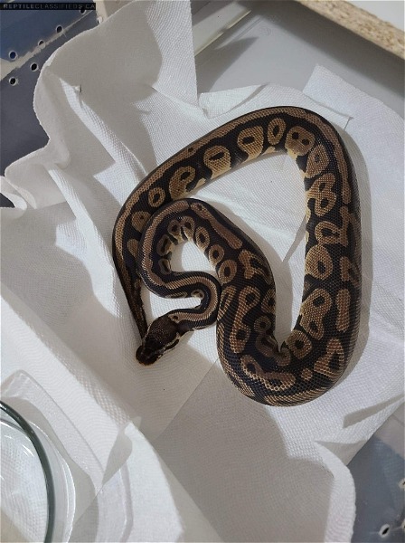 Pair of Ball Pythons up for grabs
