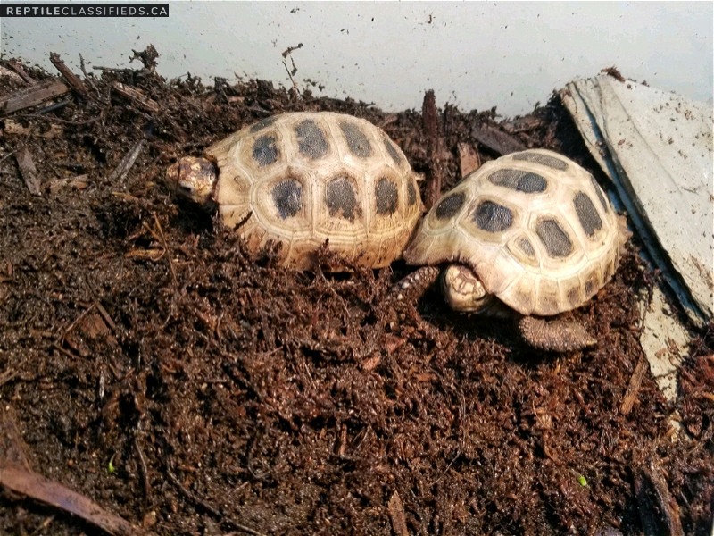 Pair of Elongated Tortoises