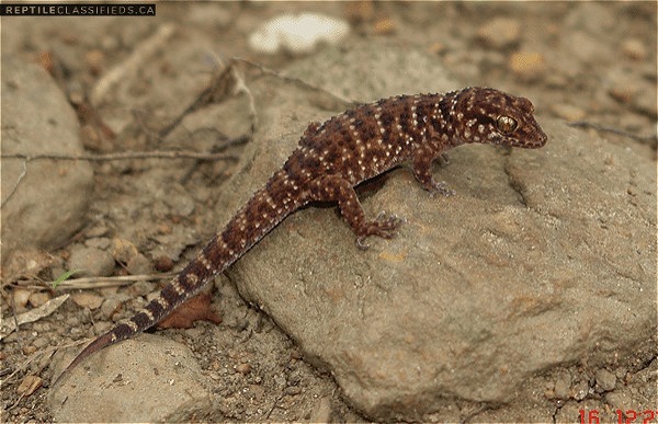 PARTHO Desert Geckos!