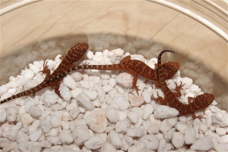 PARTHO Desert Geckos!