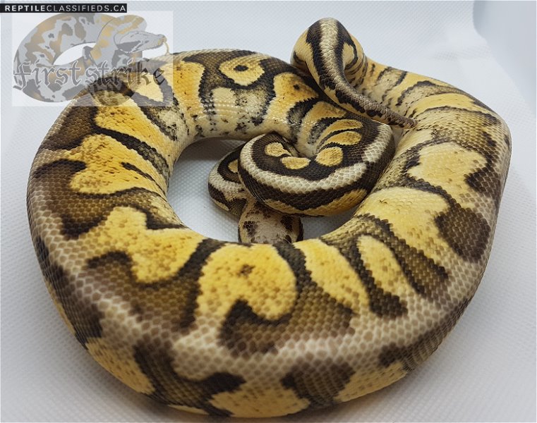 Pastel Fire Woma