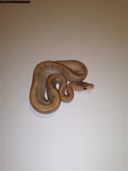 Pastel Mimosa - Reptile Classifieds Canada