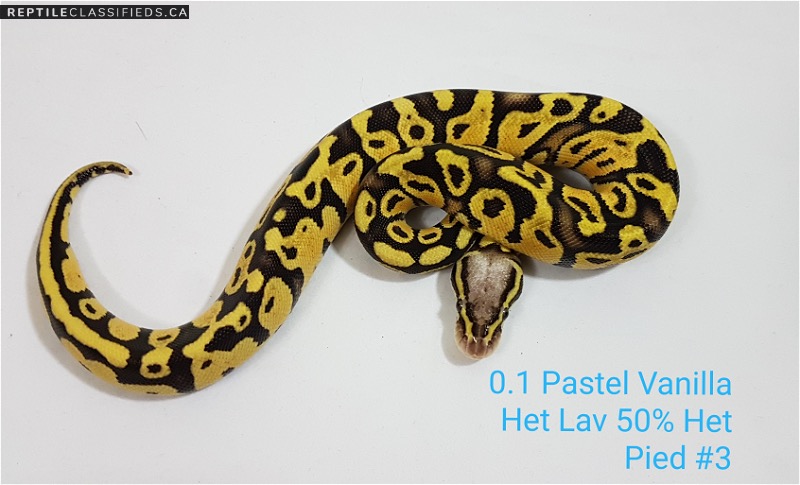 2018 Pastel Vanilla 100% Het Lav 50% Het Pied Female