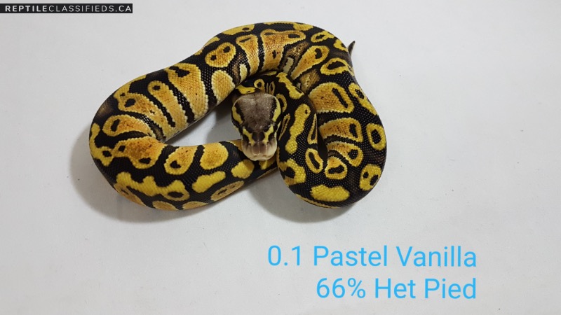 2018 Pastel Vanilla 66% Het Pied Female