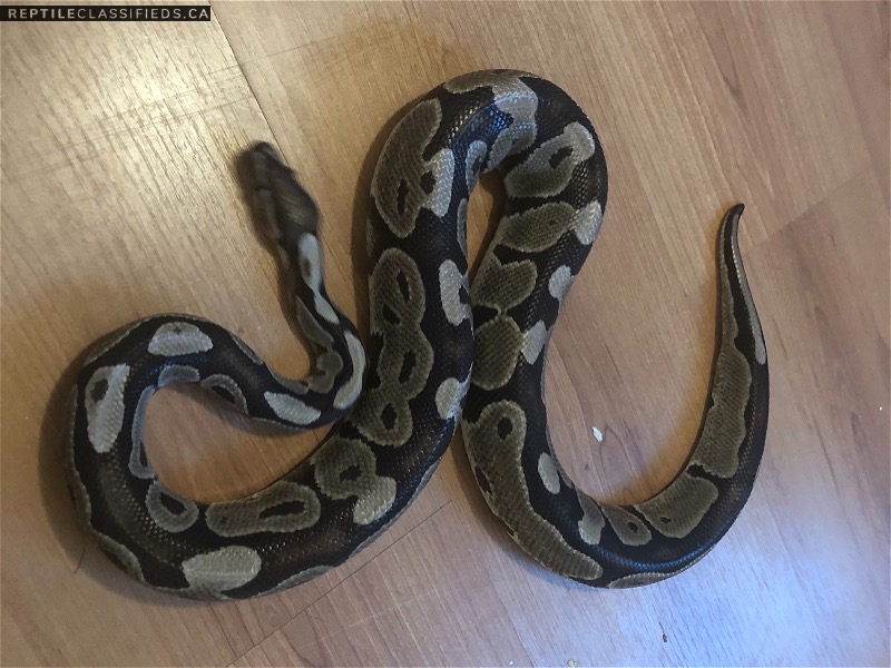 Pied and VPI axanthic Males