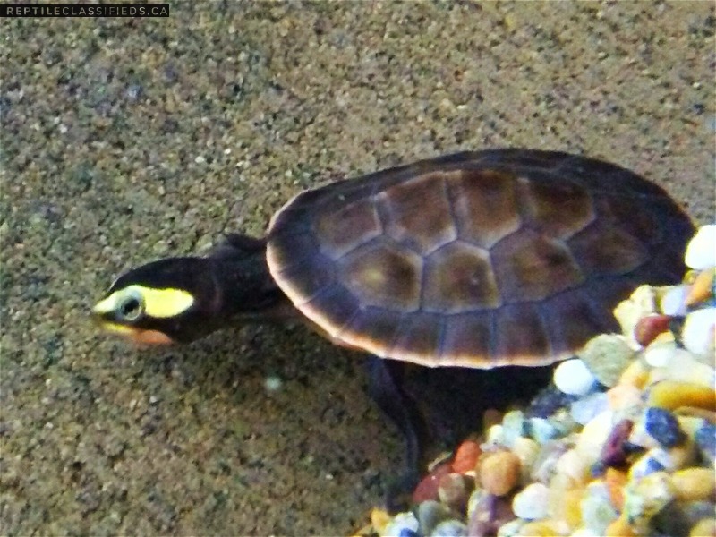 Pink belly side neck turtles